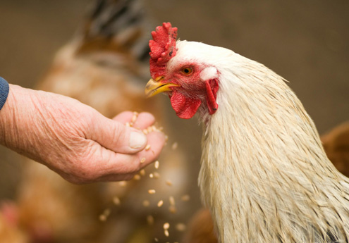 飼料級(jí)氧化鋅